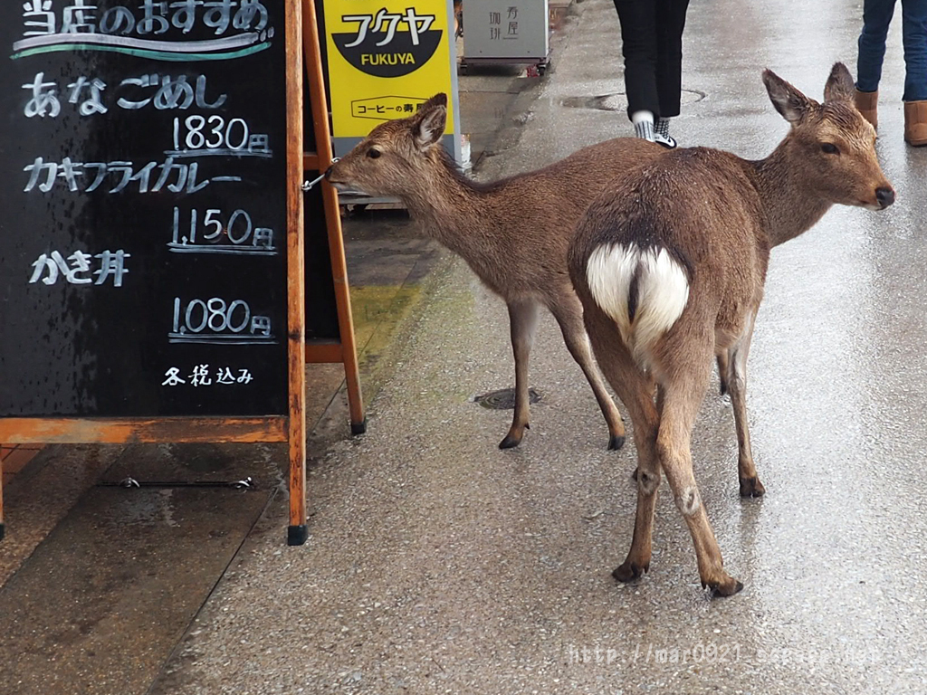 広島旅行記 宮島の鹿編 まるろぐ