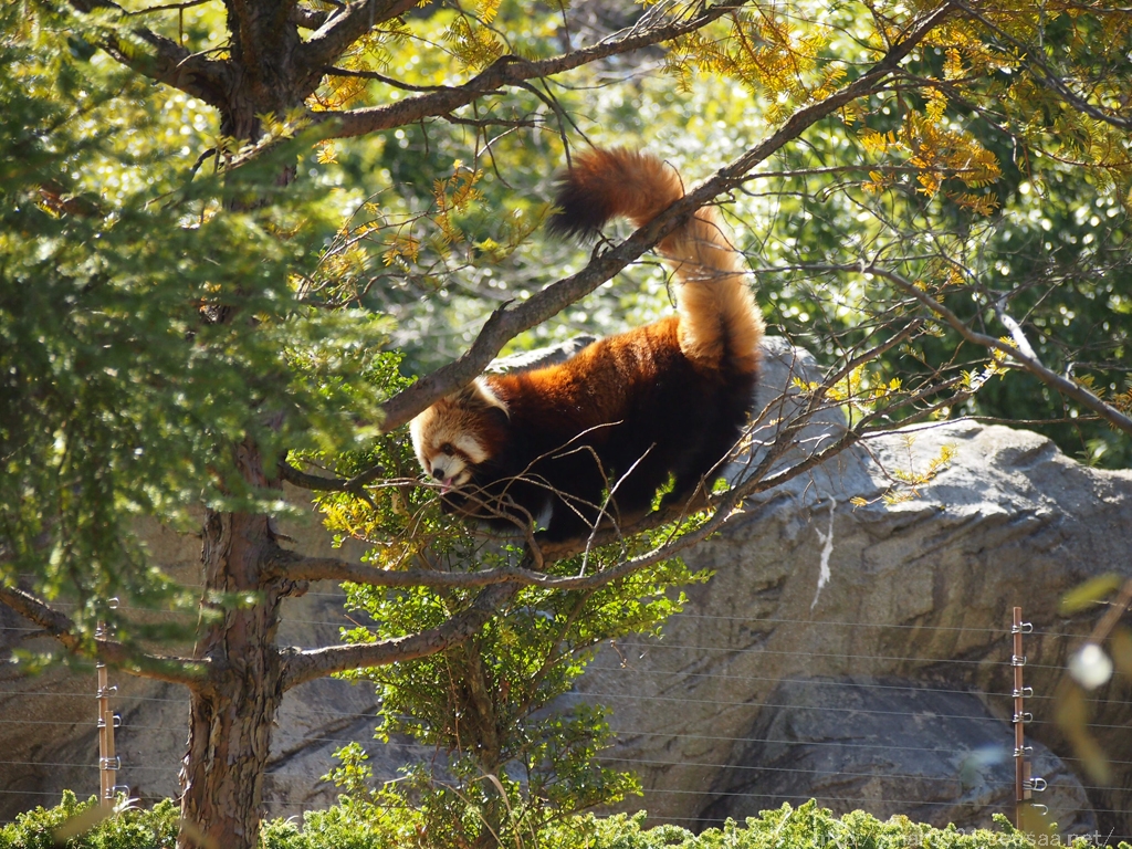 よこはま動物園ズーラシア レッサーパンダ写真編 まるろぐ