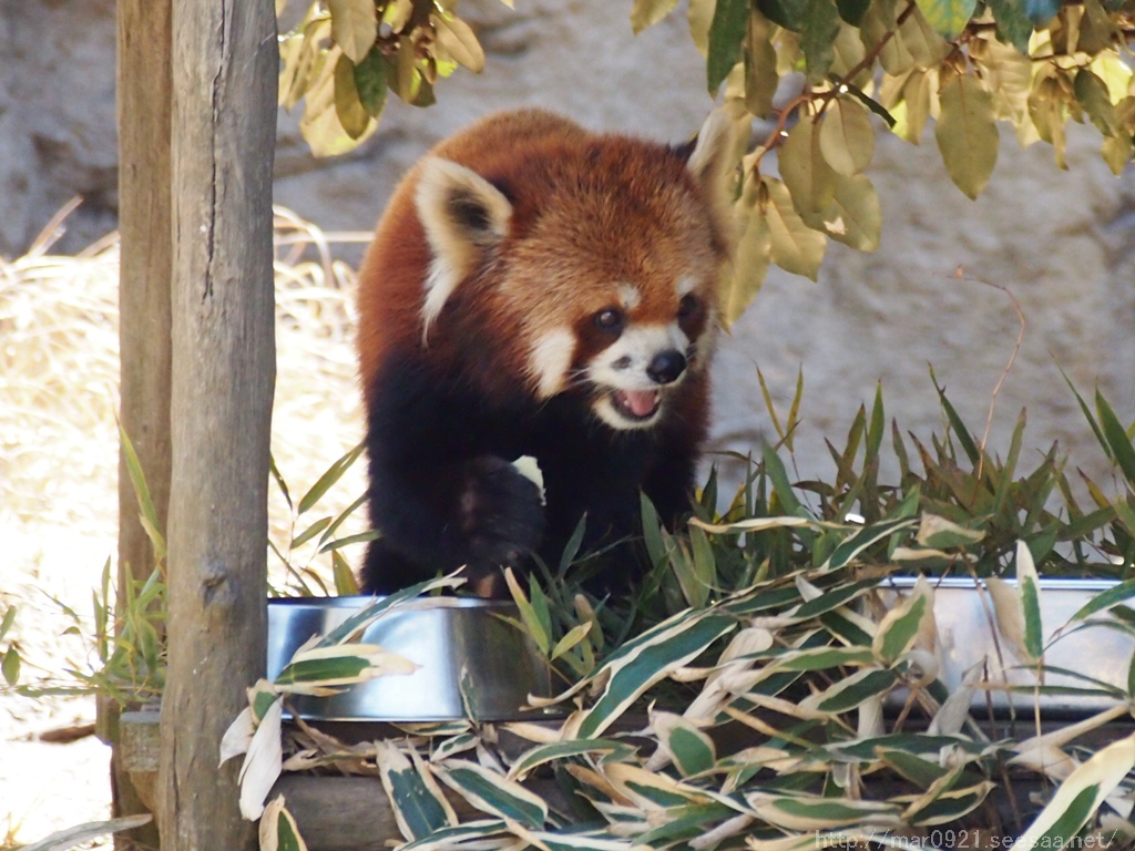 よこはま動物園ズーラシア レッサーパンダ写真編 まるろぐ