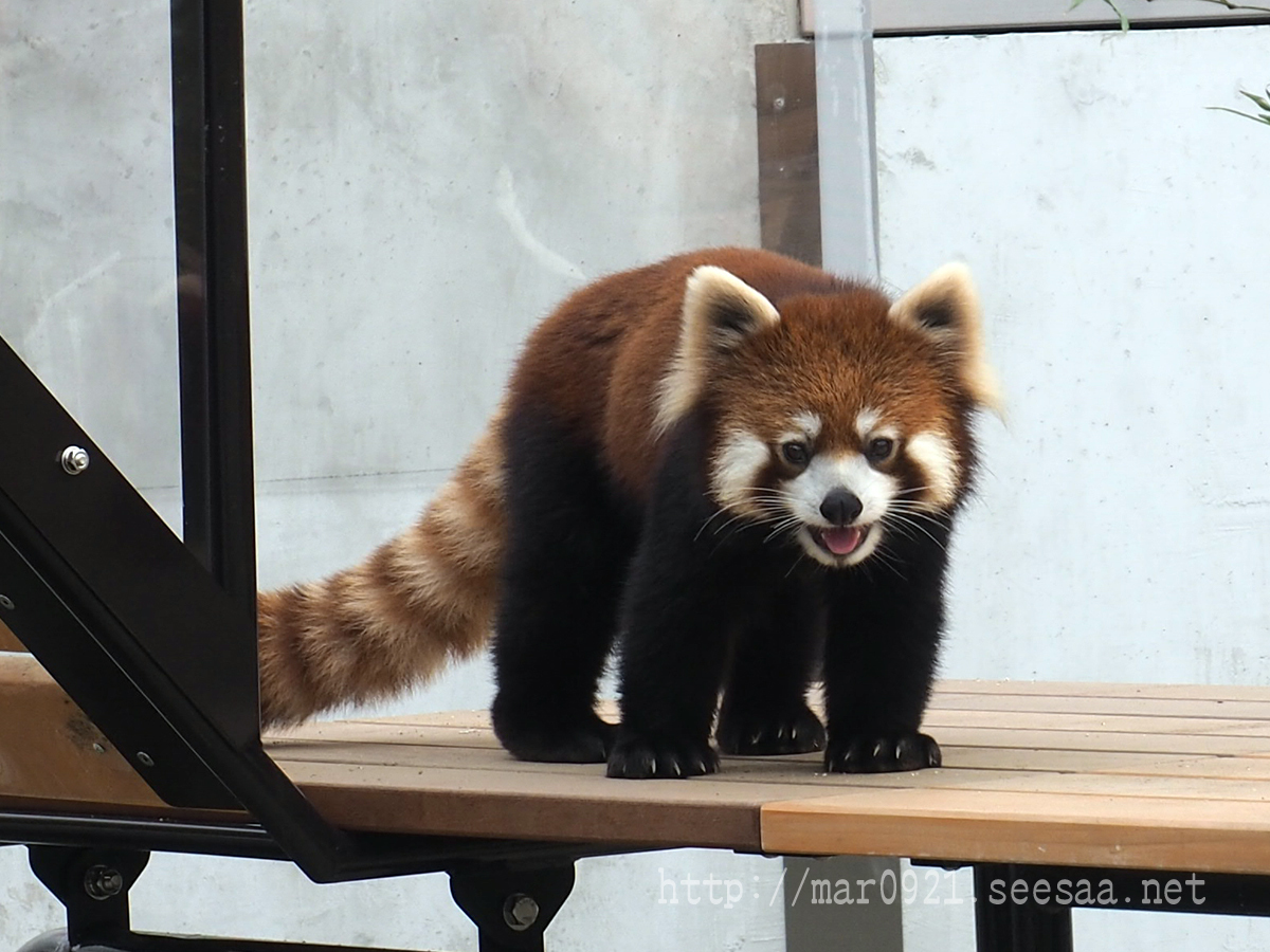 動物園 水族館 ミュージアム まるろぐ