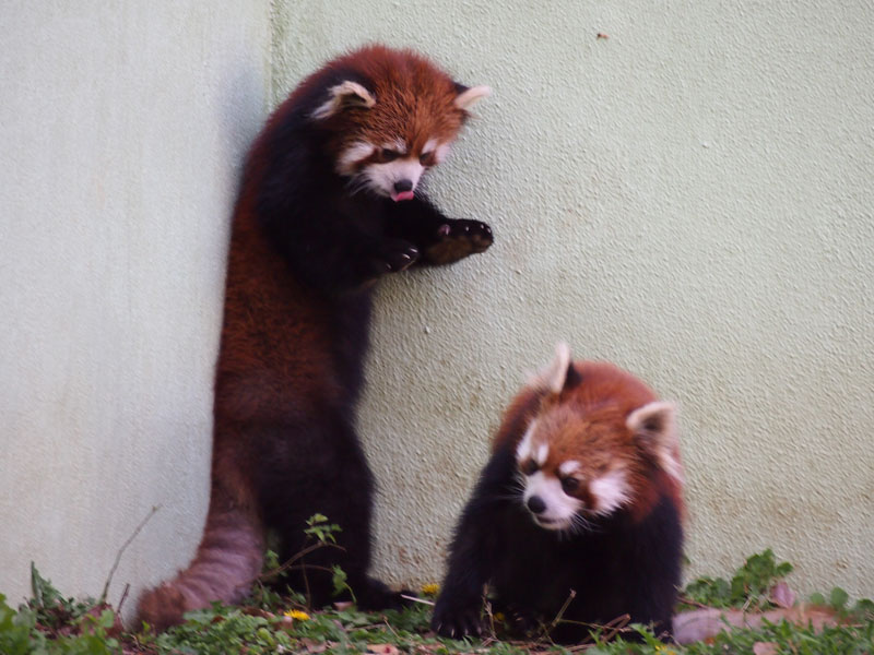 レッサーパンダを振り返る 前編 まるろぐ