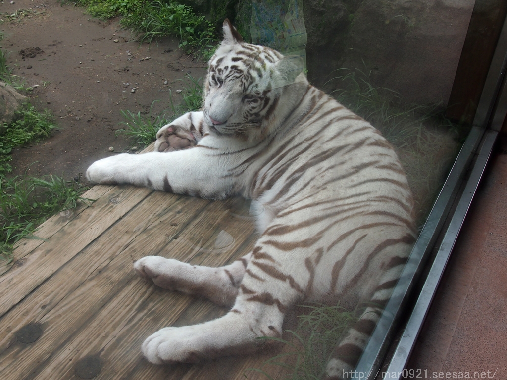 鹿児島 平川動物公園 赤ちゃん紹介編 まるろぐ