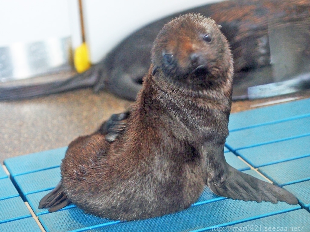 京都水族館２０１６夏 前編 まるろぐ