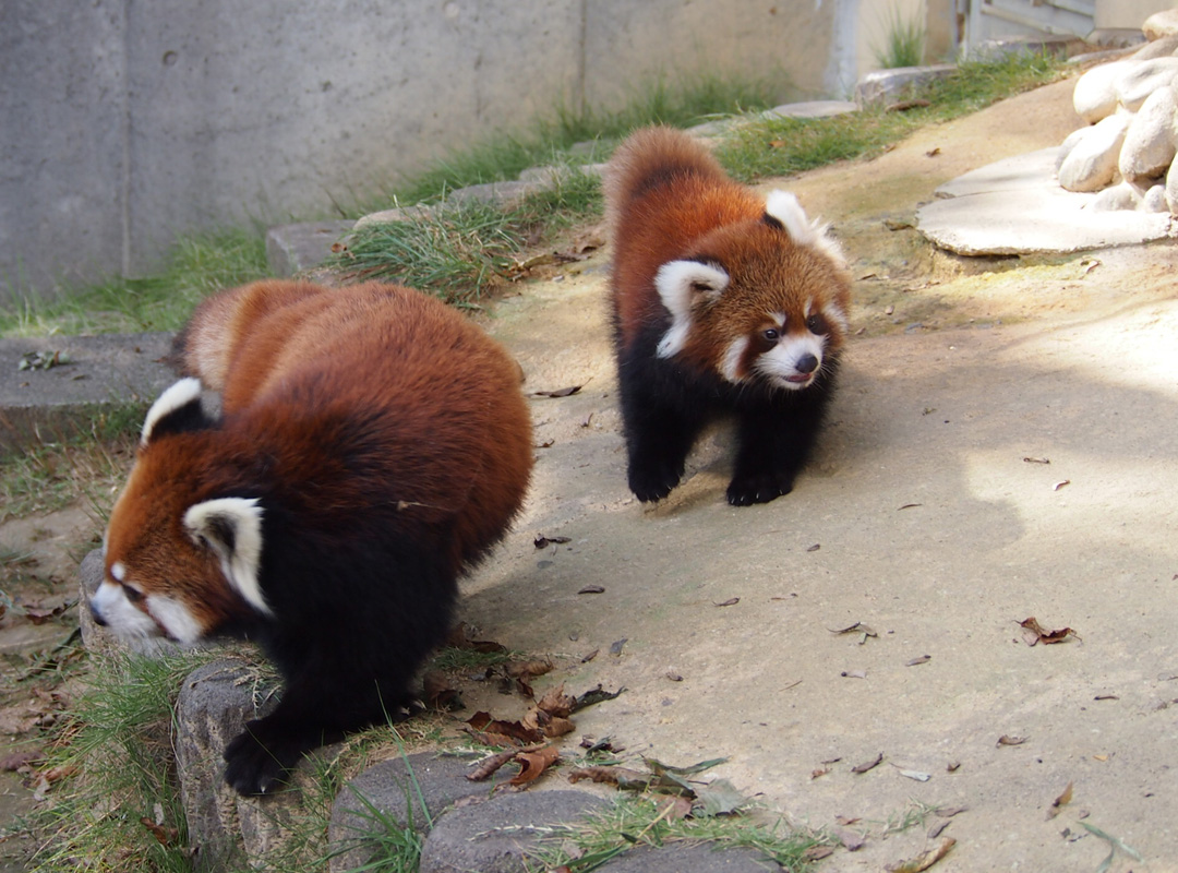 西山動物園滞在記（レッサーパンダ・親子編）: まるろぐ。