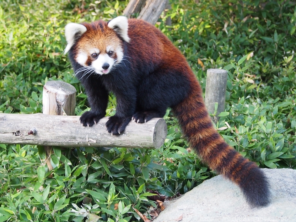 福岡市動物園来訪記 レッサーパンダ 前編 まるろぐ