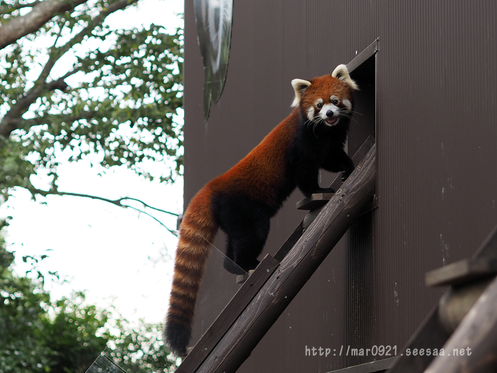 動物園 水族館 ミュージアム まるろぐ