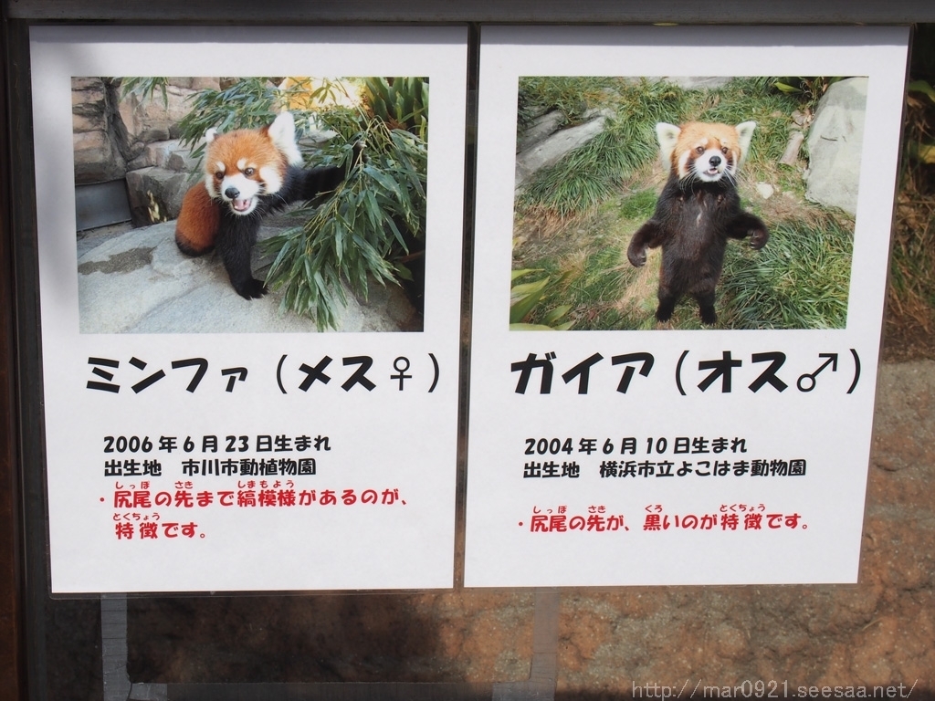 王子動物園リターンズ（レッサーパンダ編）: まるろぐ。