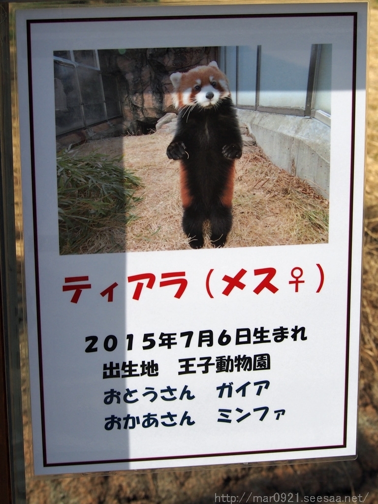 王子動物園リターンズ（レッサーパンダ編）: まるろぐ。